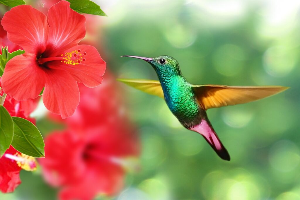 hummingbird, bird, hibiscus ,Can You Have a Hummingbird as a Pet?