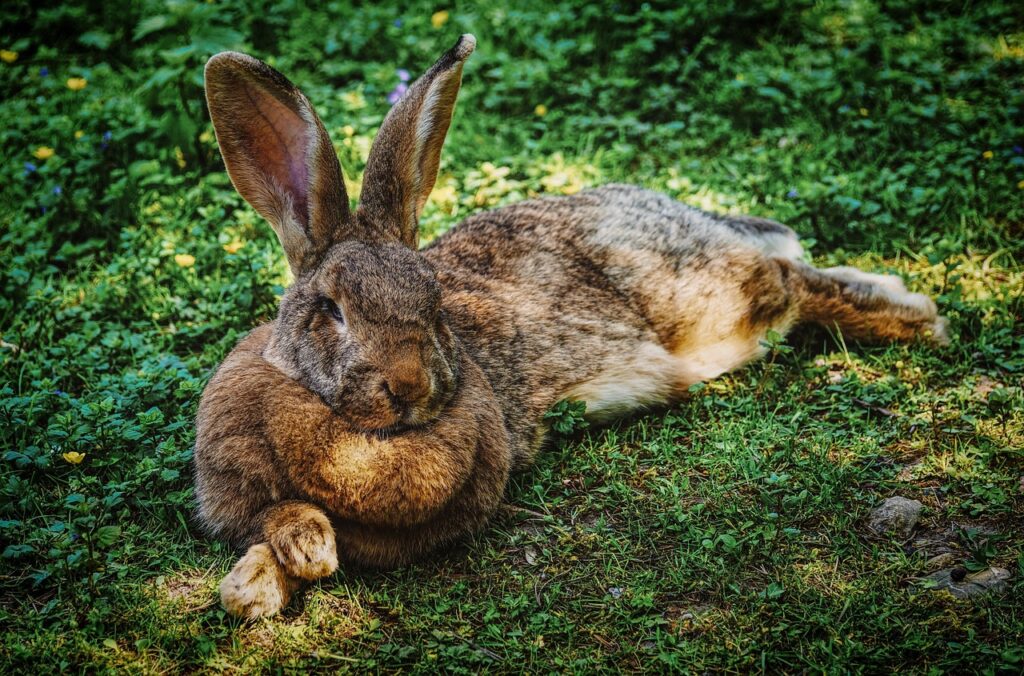 sleep rabbit