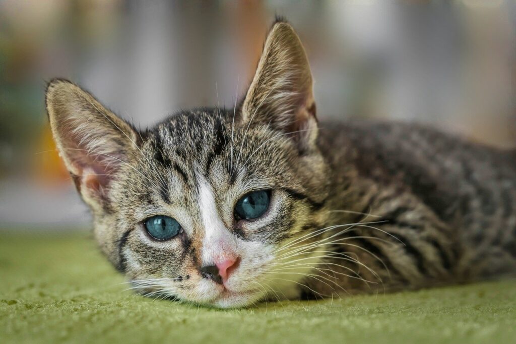 european shorthair, nature, cat