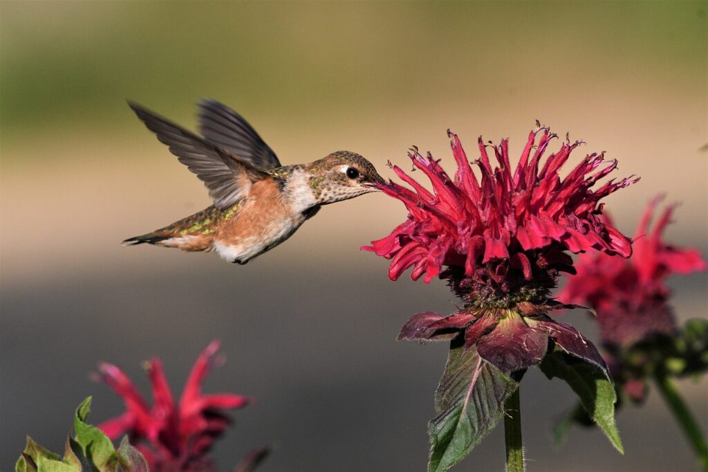 bird, hummingbird  , pofpets