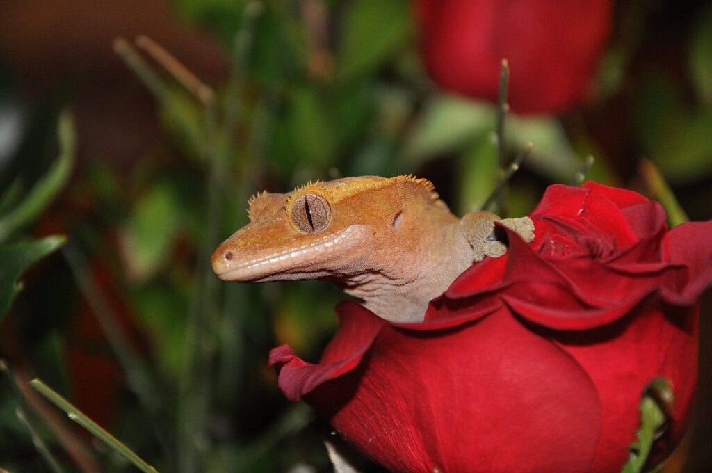 Crested Gecko Reptiles: The Ultimate Blog Post