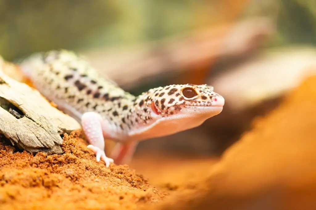 gecko, nature, leopard gecko