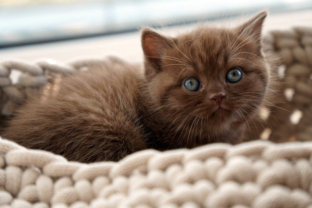 british shorthair, kitten, cat