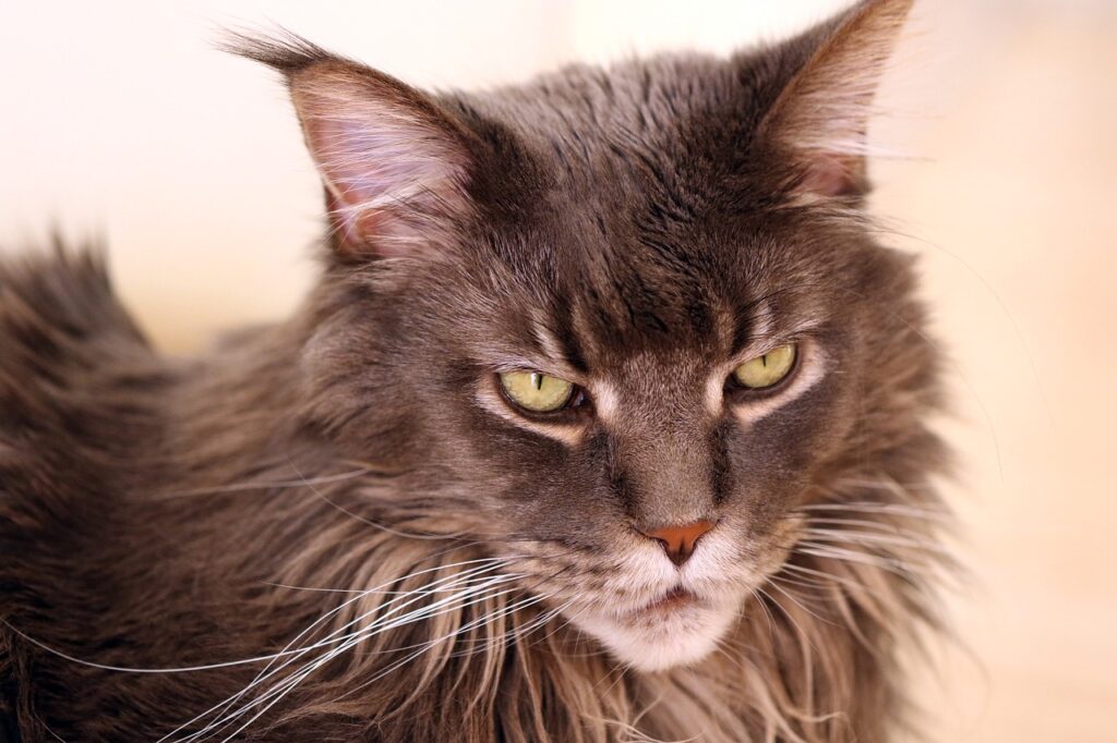 Maine Coon Cat