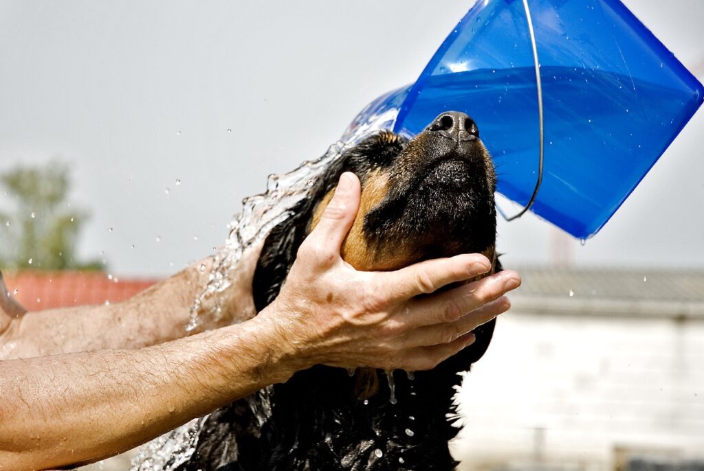 rottweiler, dog, washing