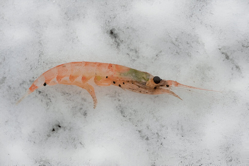  krill on snow