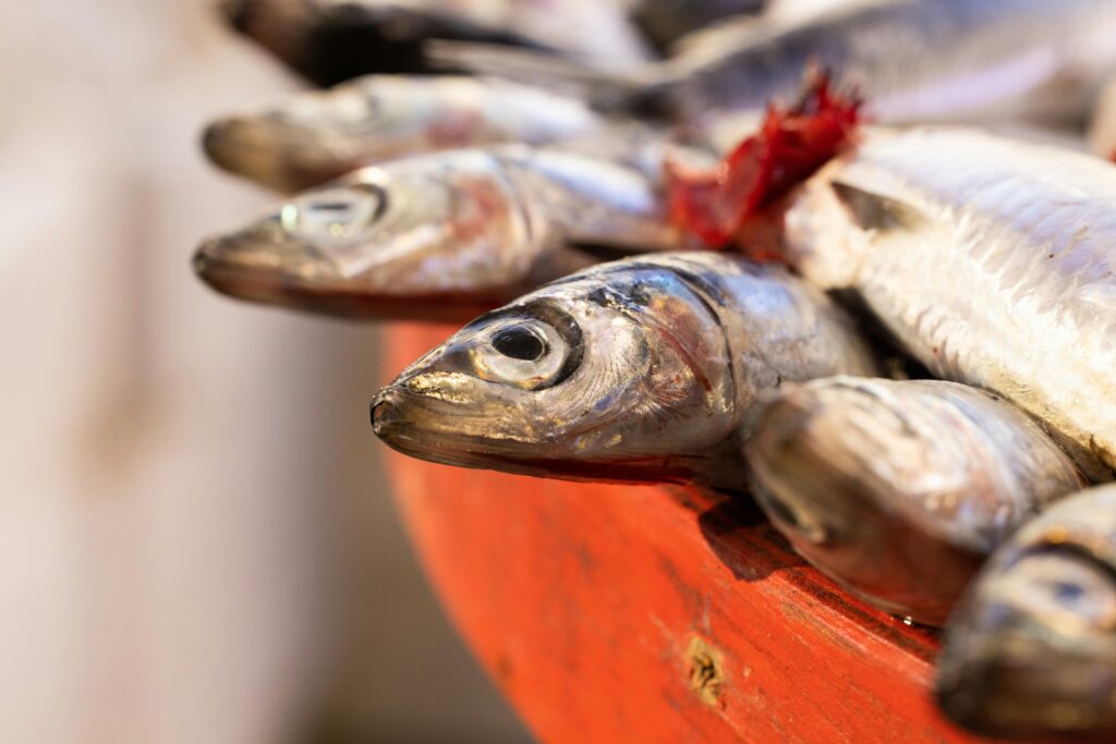 Close-up of raw fresh mackerel on a wooden table