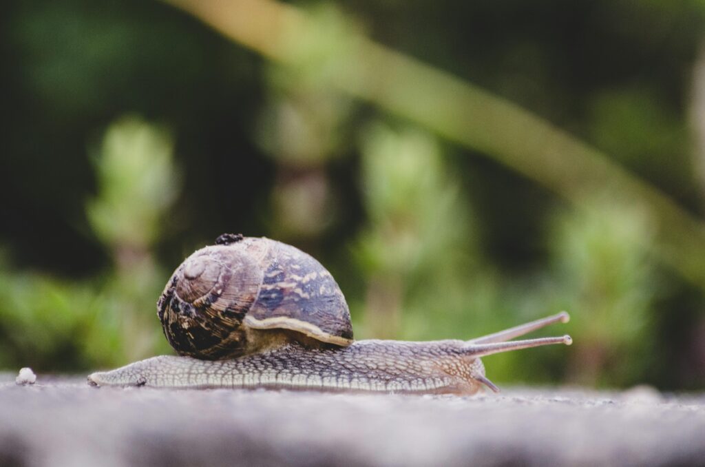 Can Cats Eat Slugs? 