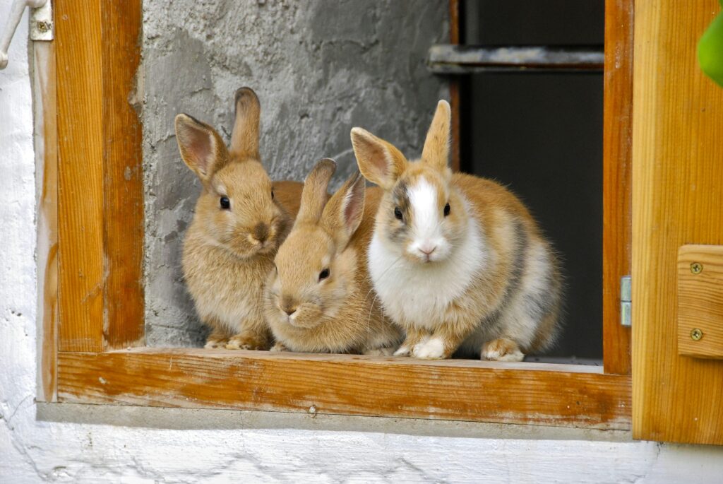 Three cute rabbits sitting in a window sill, showcasing their fluffy fur and curious nature.