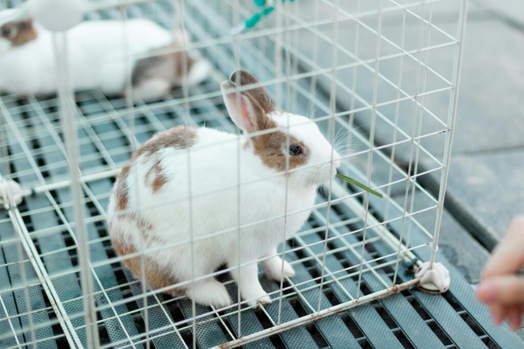 Close-up of a rabbit inside a cage munching on grass. Ideal for wildlife and animal-themed content.