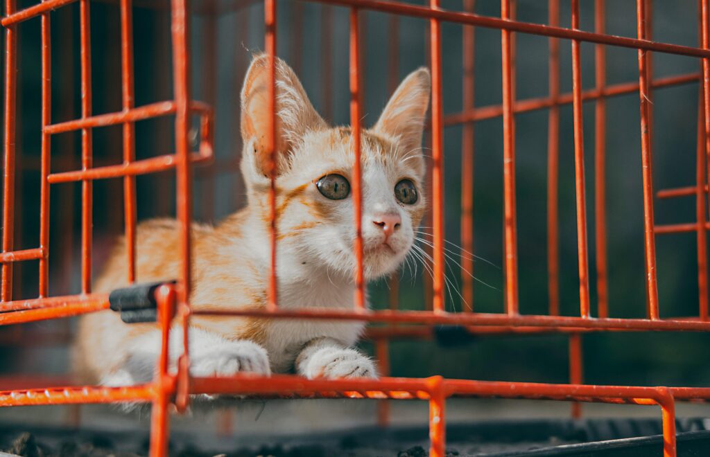 Adorable tabby kitten gazing out of a red wire cage, highlighting its curious nature.