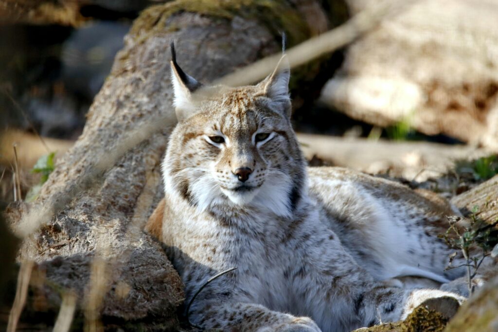 Close-up of a Canada lynx resting in natural habitat, showcasing its beauty and calm demeanor.