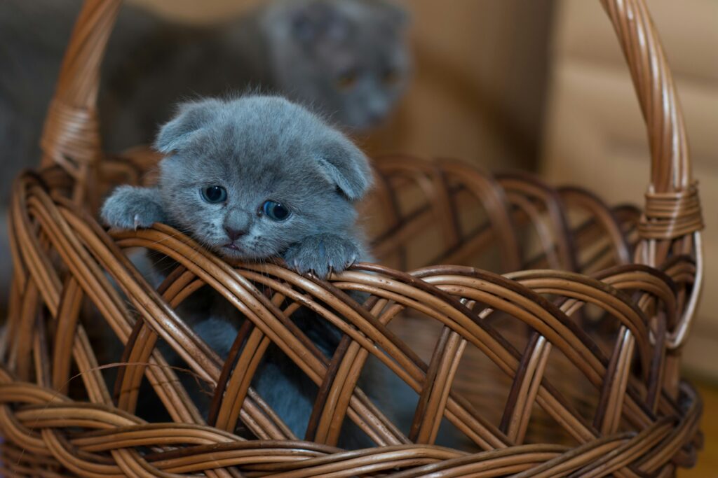 Adorable grey kitten peeking out of a wicker basket indoors. Perfect for cute animal lovers.