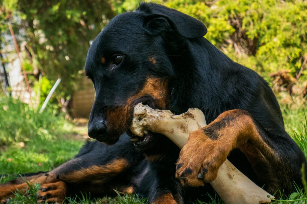 A Rottweiler gnawing on a large bone in a grassy outdoor setting, showcasing its strong jaw and playful nature.