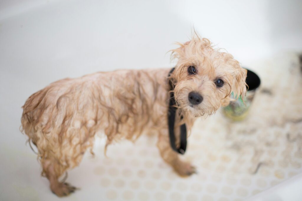 The Best Shampoo Options for Pets with Sensitive Skin