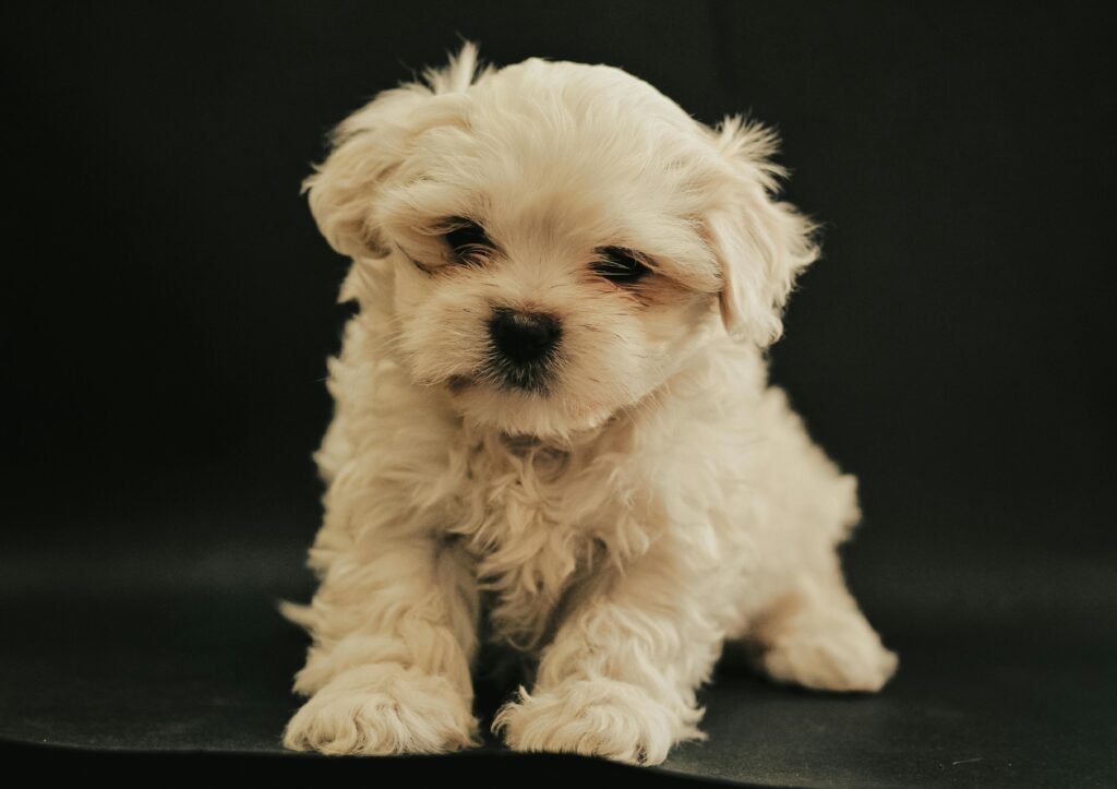 Cute Maltese puppy posed against a black background, perfect for pet-themed projects.