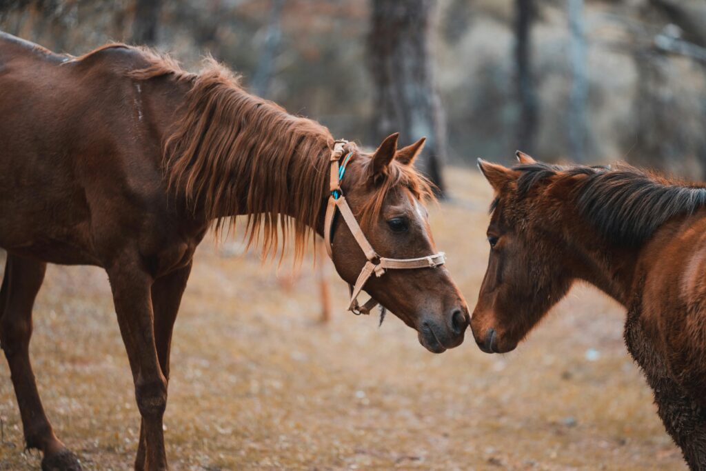 Tips for Introducing a New Horse to the Herd