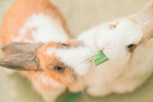 Close-up photo of two rabbits sharing a green leaf in a soft, natural setting.