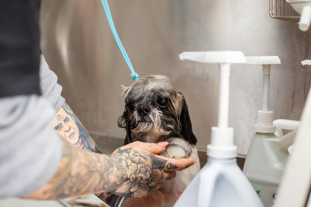 washing dog