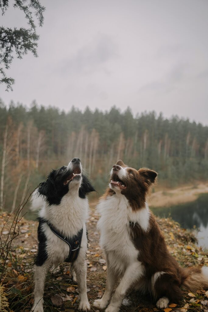 Two Border Collies sitting outdoors in an autumn forest, looking upward.