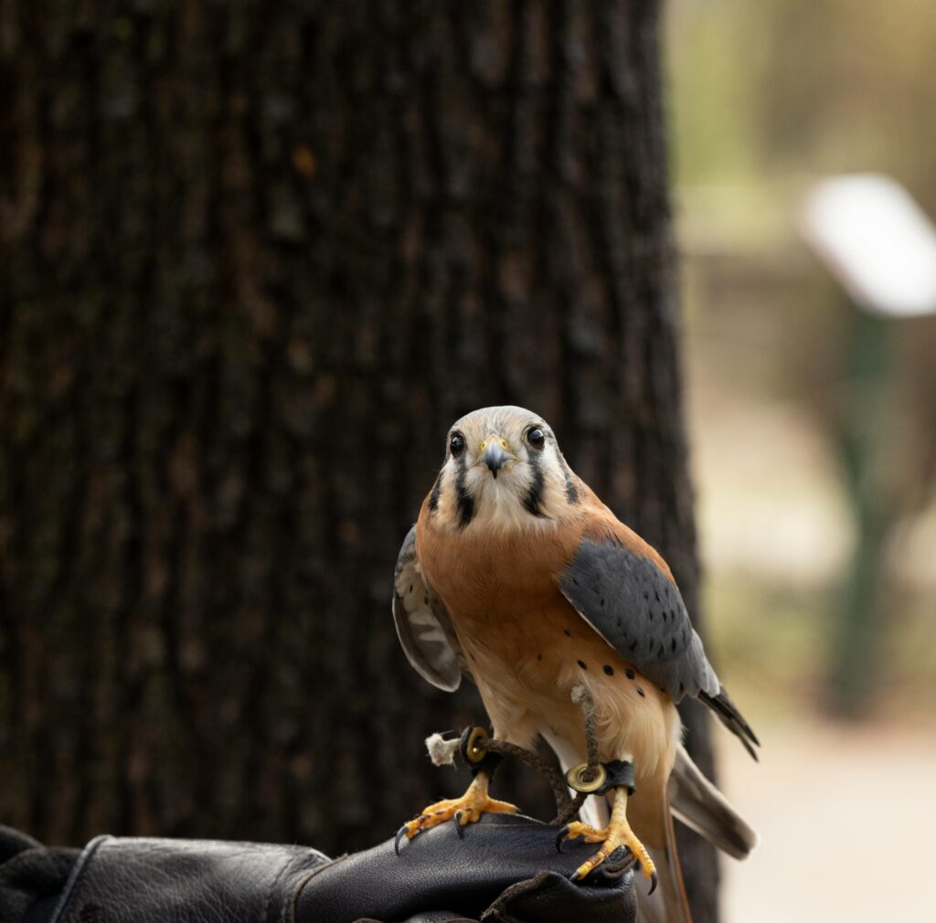 Detailed portrait of an American Kestrel perched on a falconry glove outdoors.