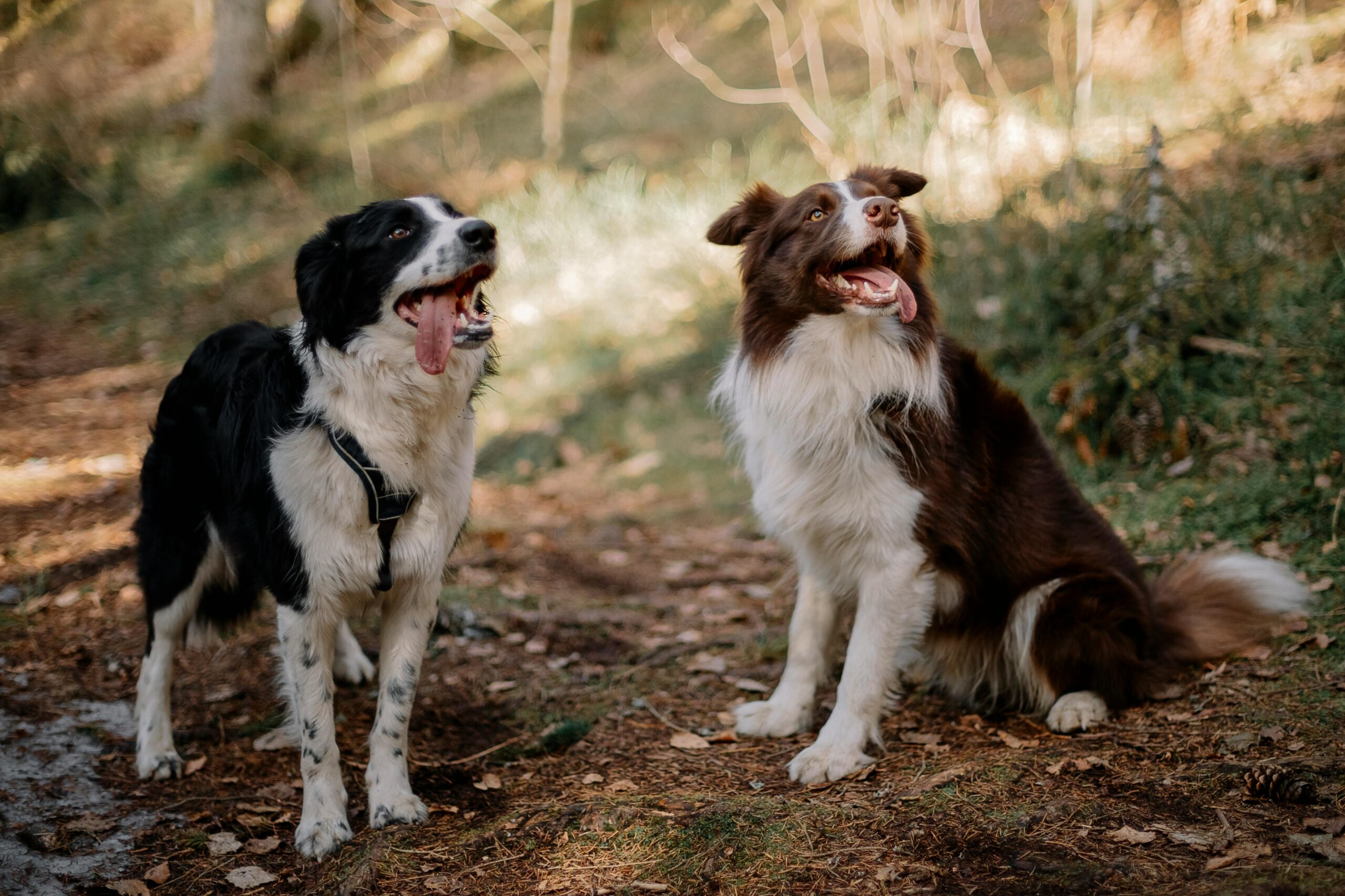 Are Australian Shepherds and Border Collies Equally Smart?