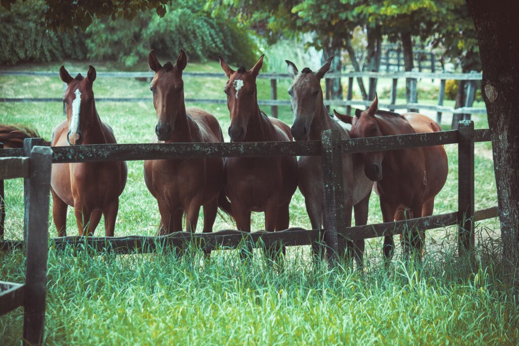 A group of horses standing behind a wooden fence ,Pofpets.com