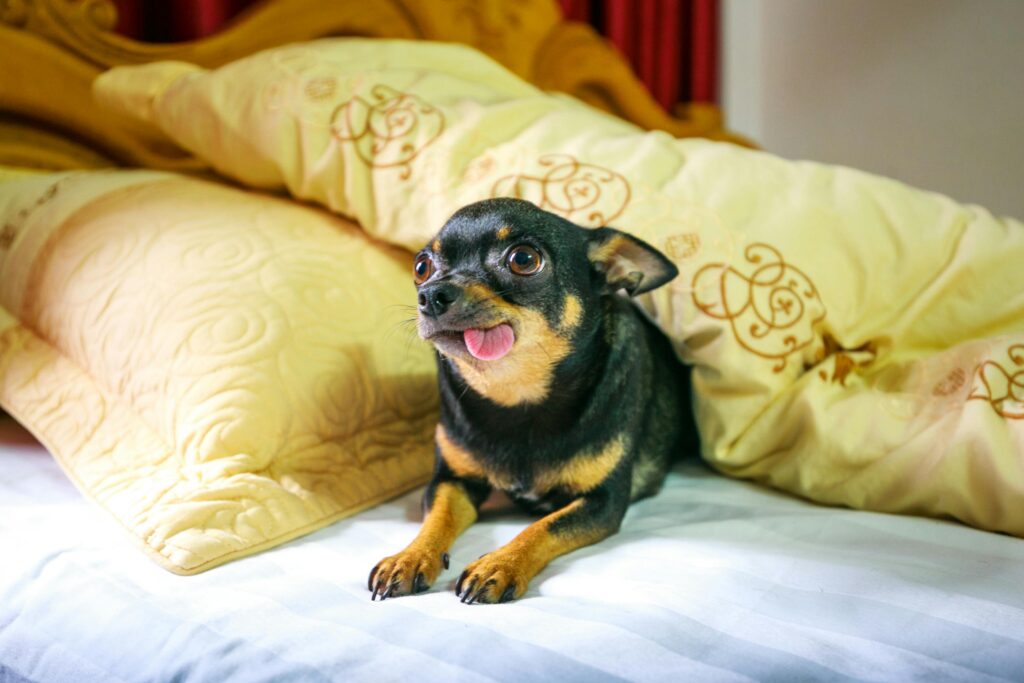 Cute black Chihuahua dog relaxing on a bed with yellow pillows, tongue out.