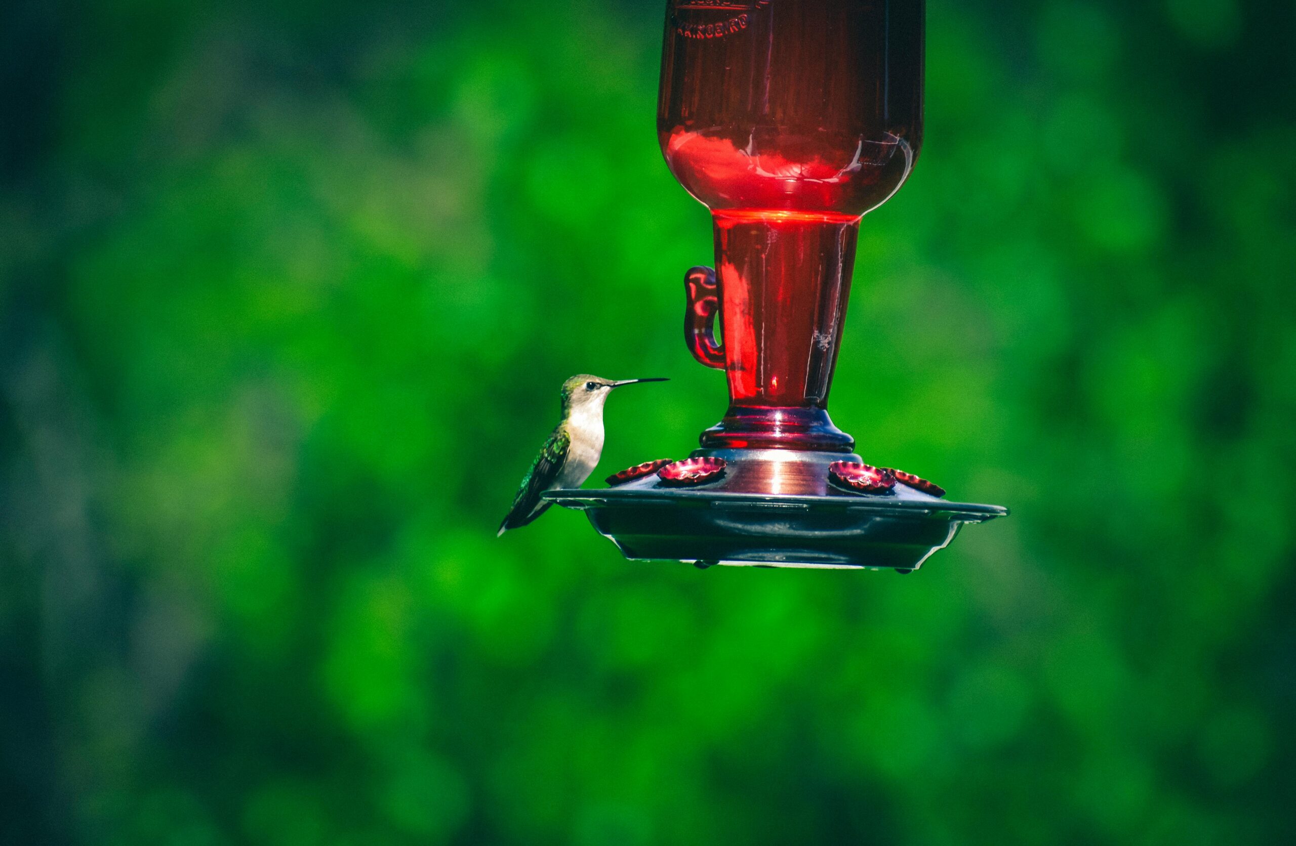 Can You Have a Hummingbird as a Pet?