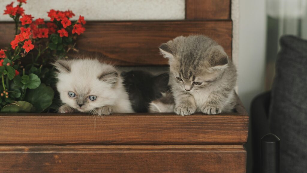 Two cute kittens lounging on a wooden bench beside vibrant red flowers. Perfect for pet lovers.