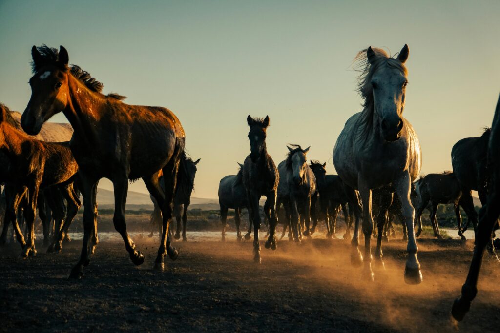 A dynamic scene of a herd of horses running with dust rising at sunset.