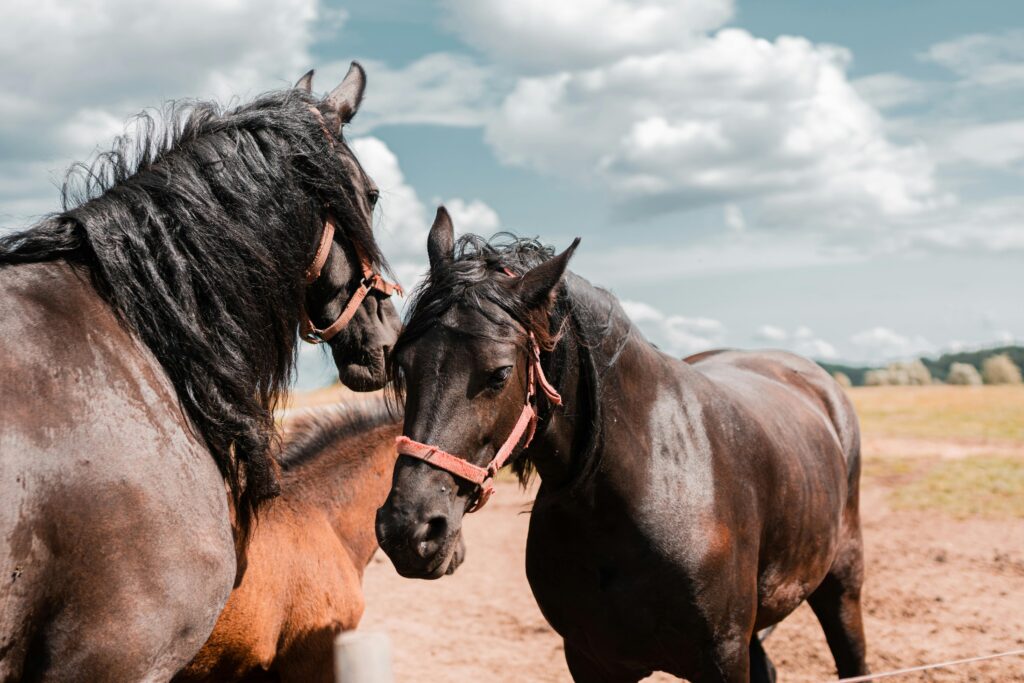 Tips for Introducing a New Horse to the Herd ,pofpets.com