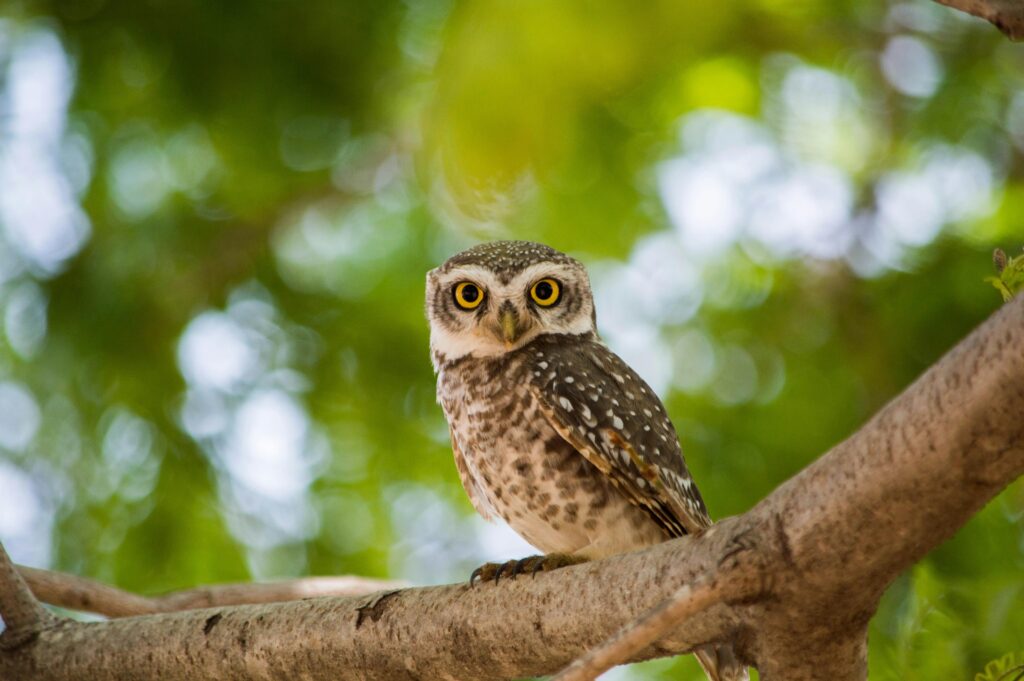 Captivating close-up of a spotted owlet perched on a tree branch in a lush green setting.