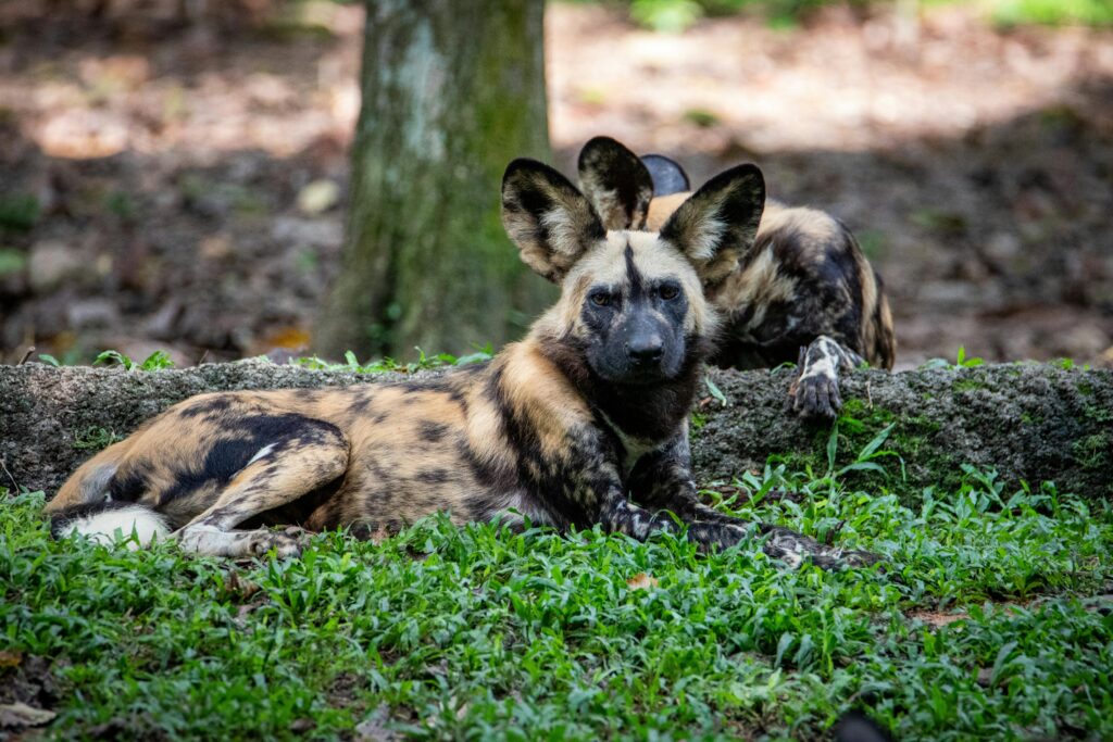 African wild dogs resting in a forest setting, showcasing their unique coat patterns.