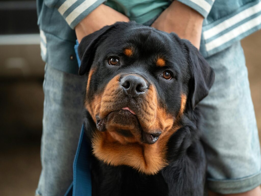 Close-up portrait of a Rottweiler with its owner outdoors, showcasing affection and loyalty.