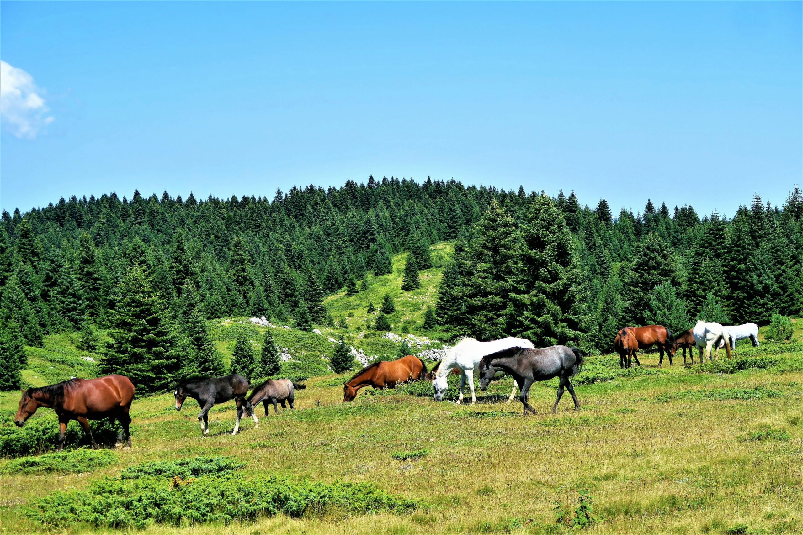 Tips for Introducing a New Horse to the Herd