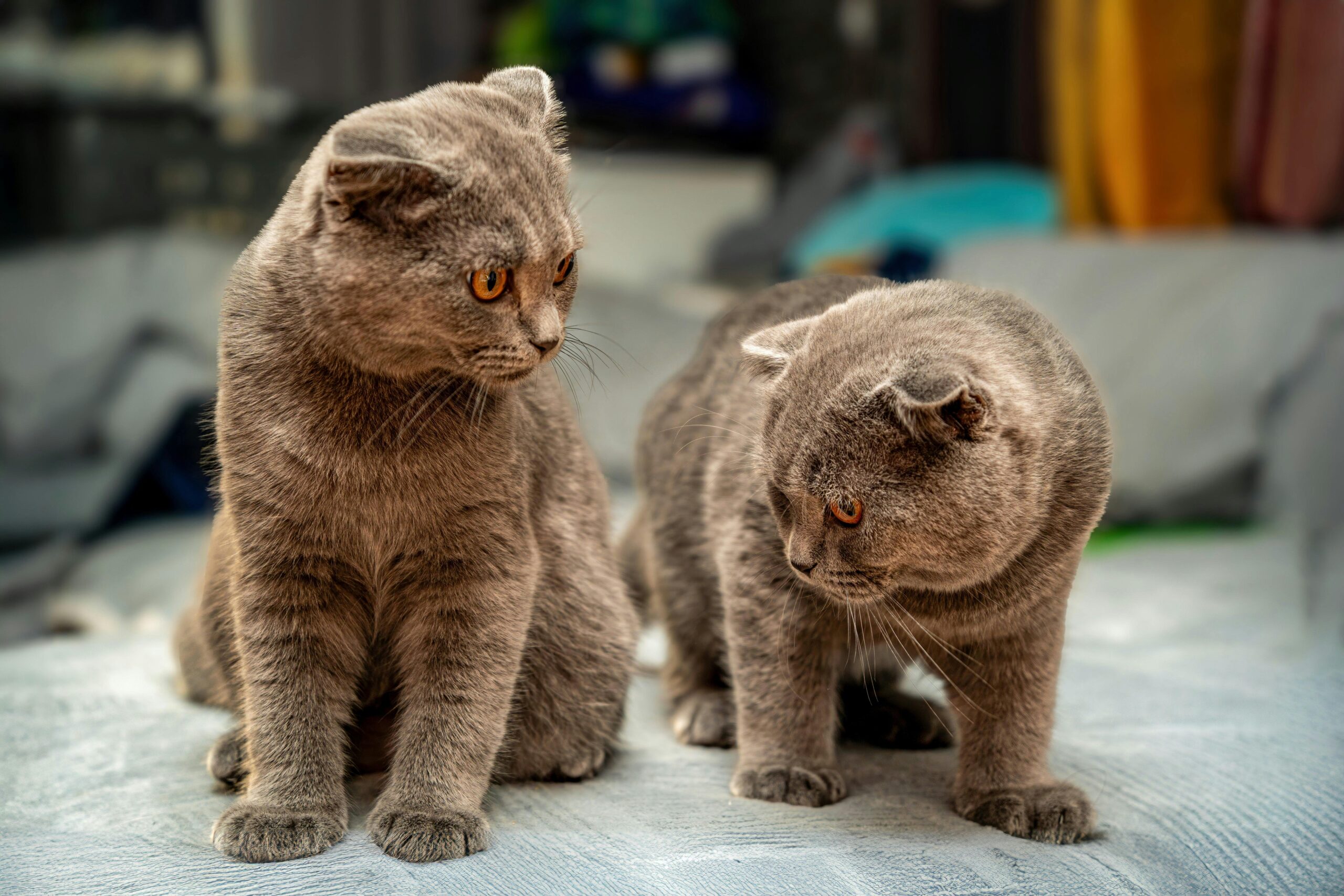 Two British Shorthair cats with plush fur and yellow eyes sitting indoors.