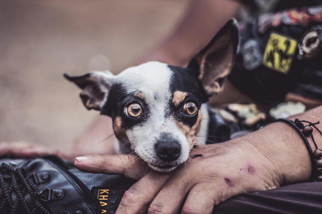 Dog Care During Heat Cycle