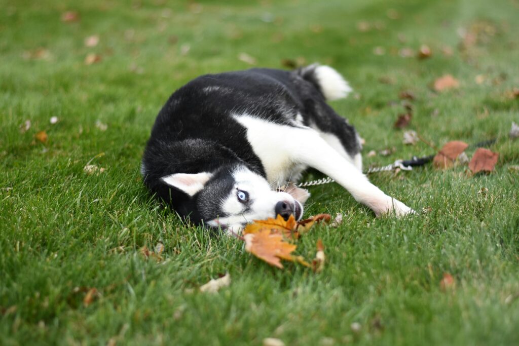 Why Dogs Roll in Fox Poo ?