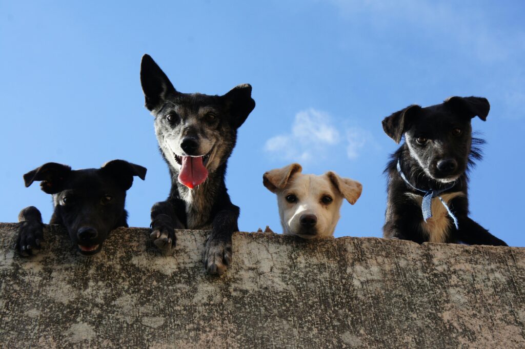 Four playful dogs peek over a wall against a clear blue sky in Mexico.