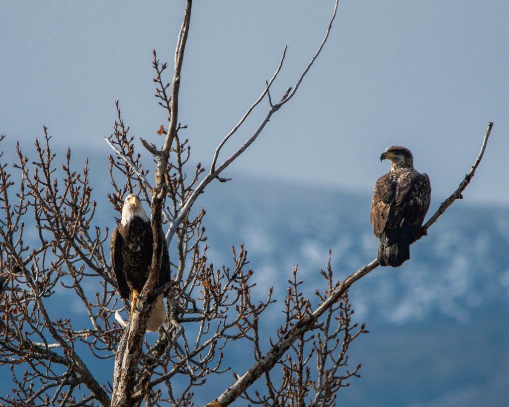 Two bald eagles perched on a tree branch in Wenatchee, WA during winter.