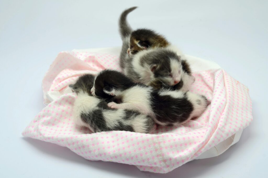 A group of adorable newborn kittens sleeping on a fluffy pink blanket indoors.