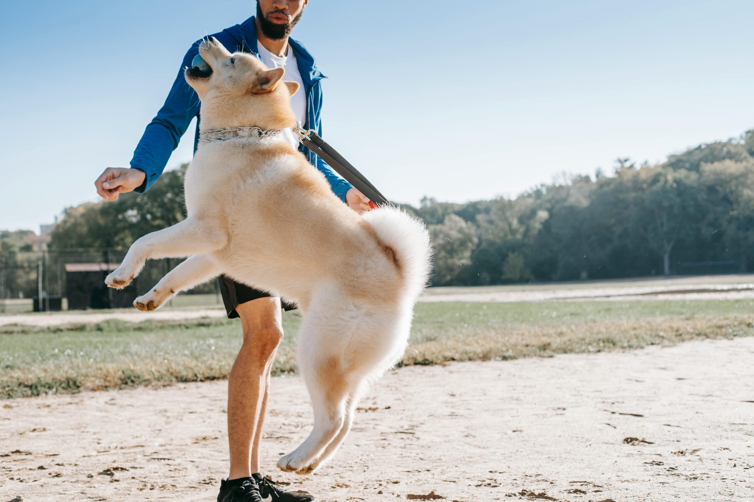 An adult man training a fluffy West Siberia