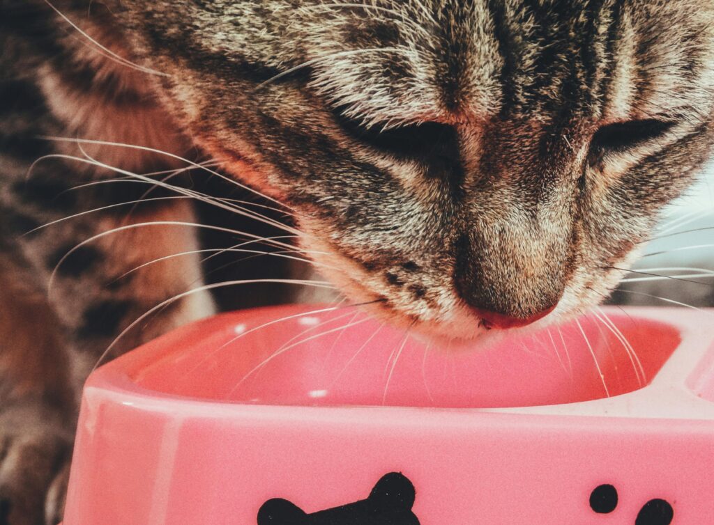 A cute tabby cat enjoys a meal from a pink bowl. Perfect for pet lovers.