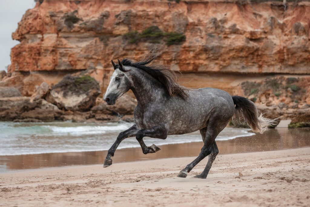 Andalusian horse