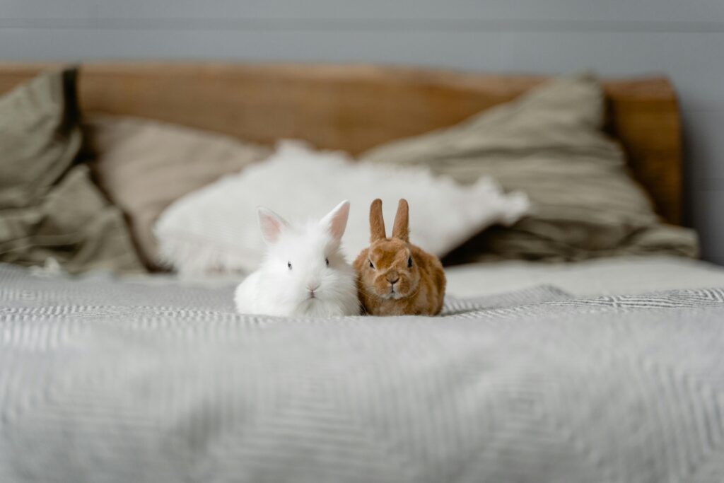 Adorable white and brown bunnies ,Pets at Home Rabbit Hutch