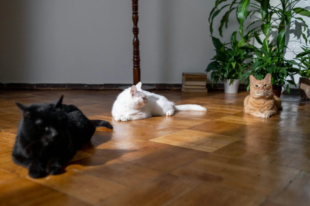 three cats in house, Pet Safety Tips