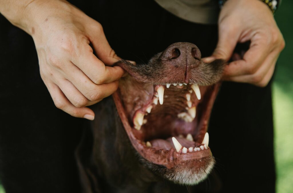 Why Does My Dog Have Fish Breath?