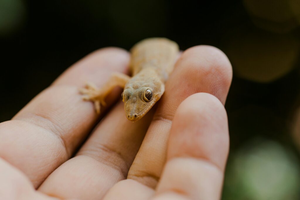 Small gecko care 