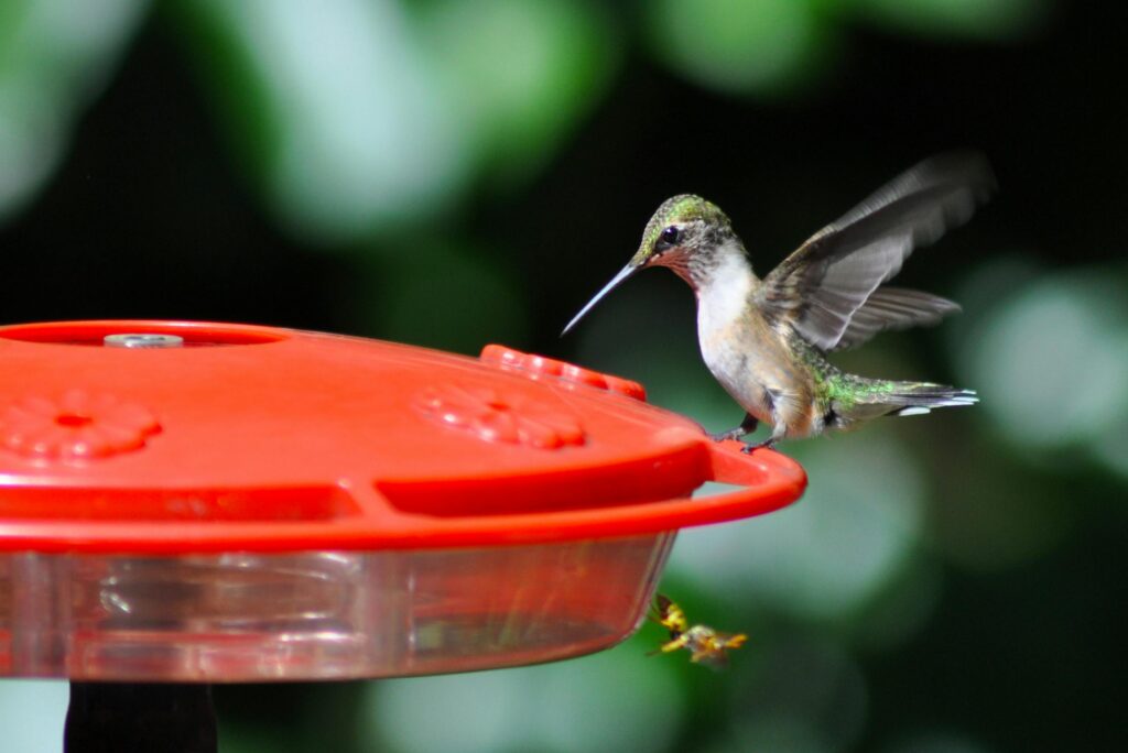 A close-up of a hummingbird feeding at a vibrant red bird feeder. Nature scene.